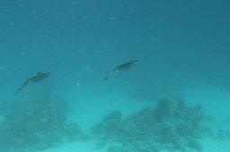 20010620_Mangrove_Bay_0025